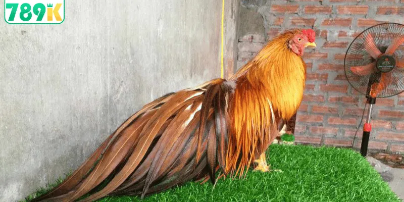 Bí quyết nhận diện gà khét qua màu lông đẹp