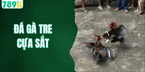 Đá Gà Tre Cựa Sắt