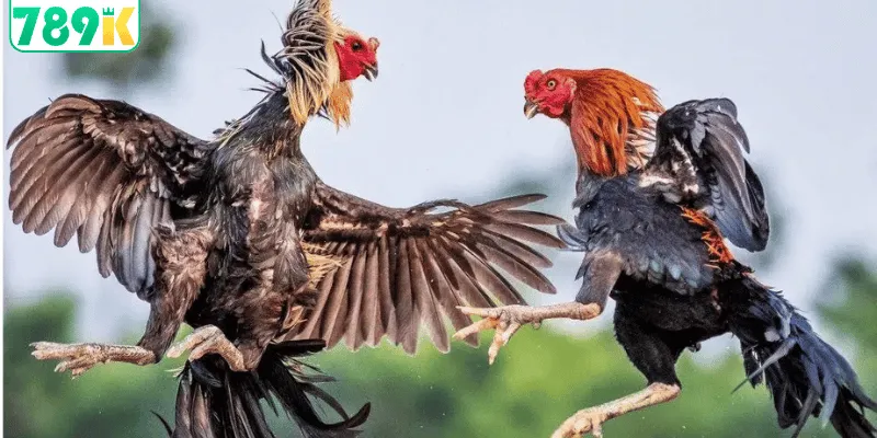 Kinh nghiệm chọn gà tre và chế độ nuôi chuẩn